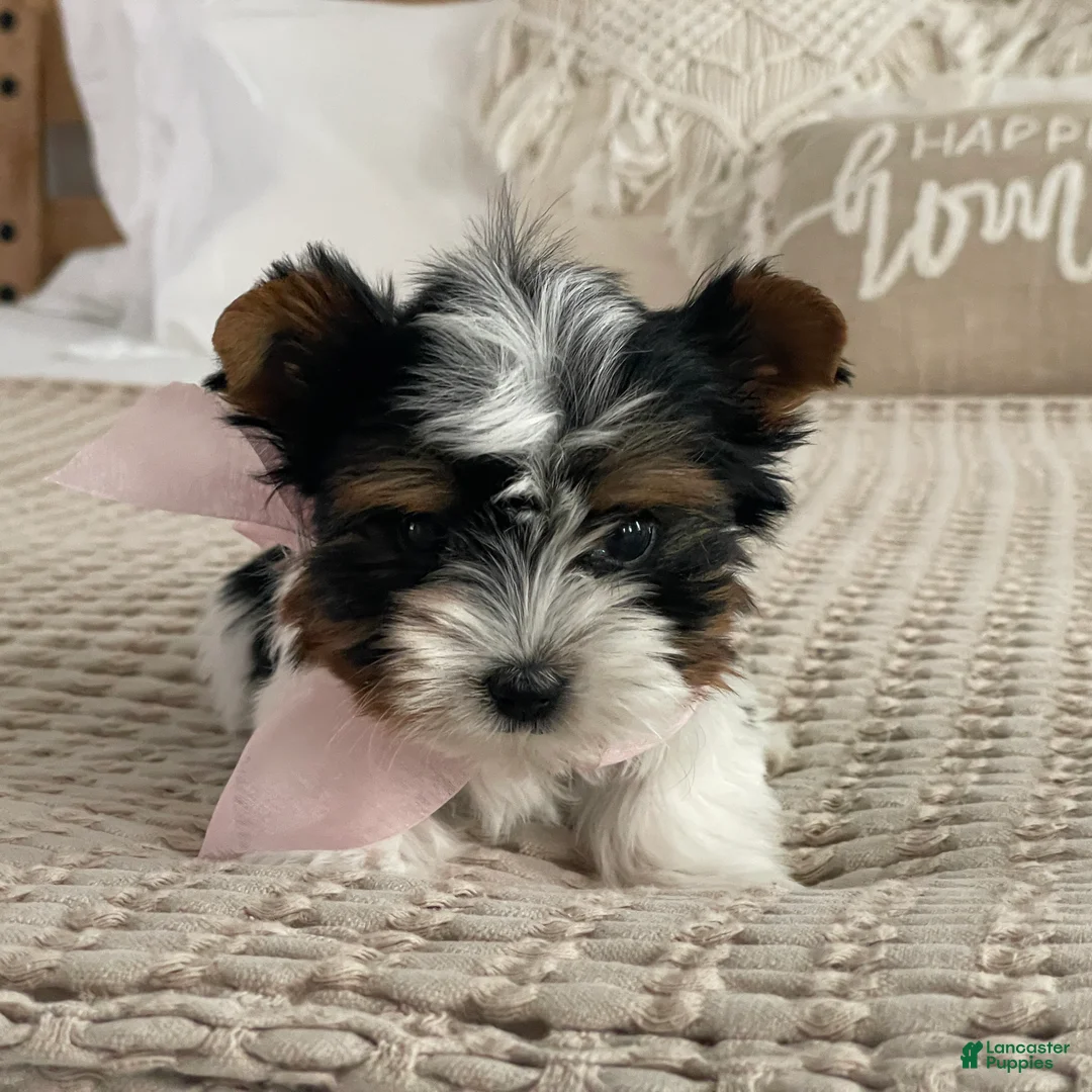 Biewer Terrier dogs for sale: Little Maya - Ad 6