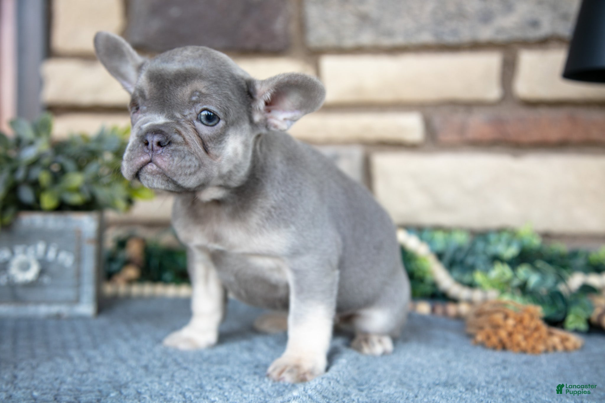 French Bulldog dogs Remi - Ad 42