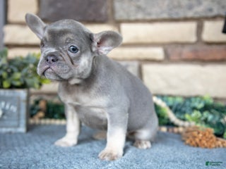 French Bulldog dogs Remi - Ad 42