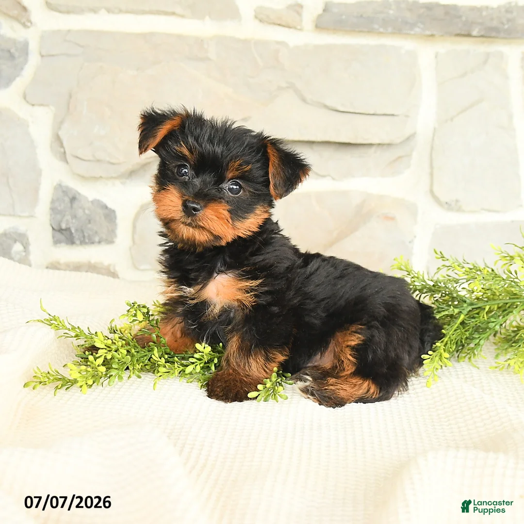 Yorkshire Terrier dogs for sale: Sport - Ad 2