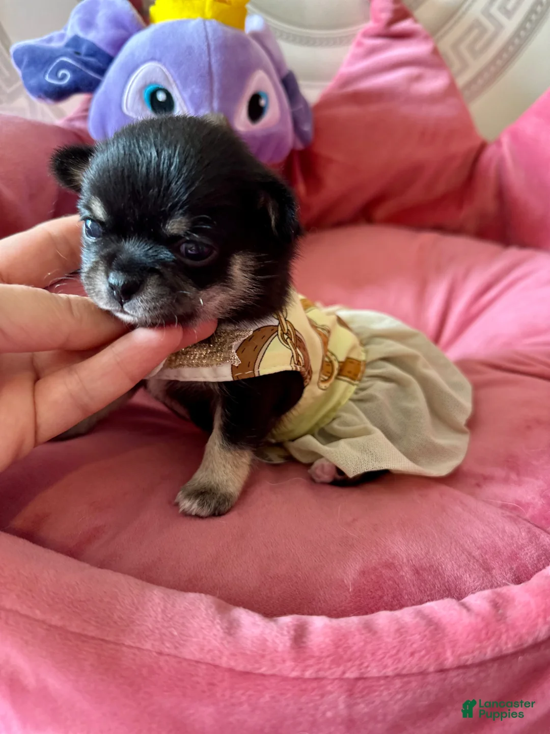 Chihuahua dogs for sale: Chihuahua Puppy 2 - Ad 2