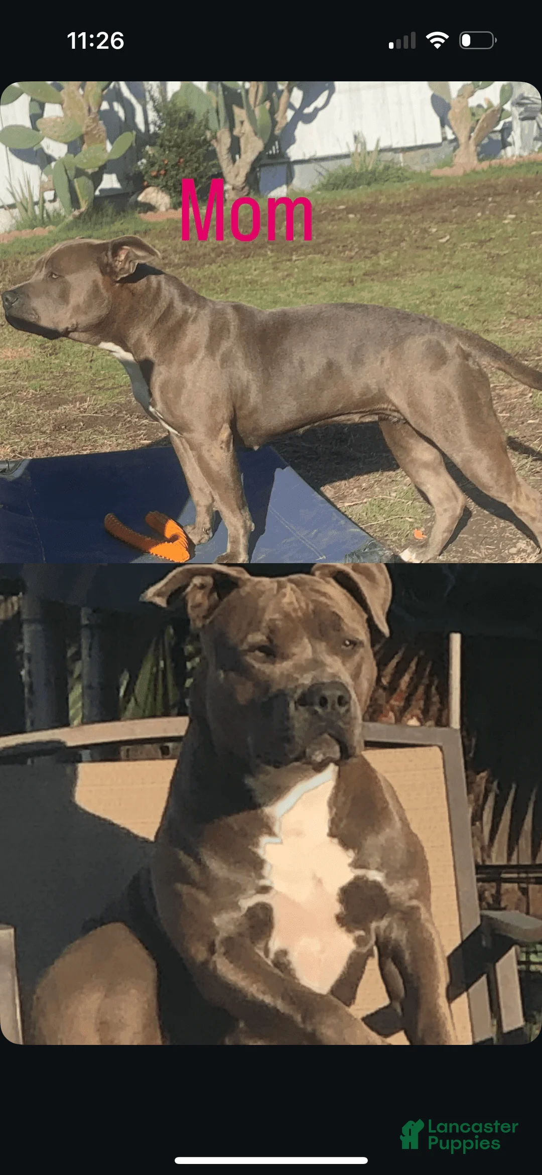 Gallery Image {{count}}