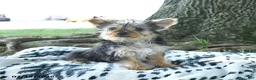 Yorkshire Terrier dogs for sale: Bailey - Ad 7