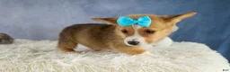 Welsh Corgi Pembroke dogs for sale: Yack 🐶  - Ad 3