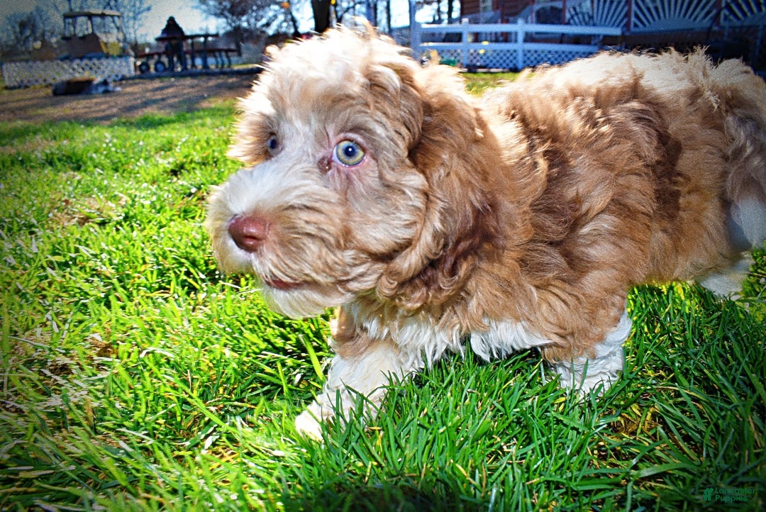 Havapoo dogs for sale: Romeo - Ad 15