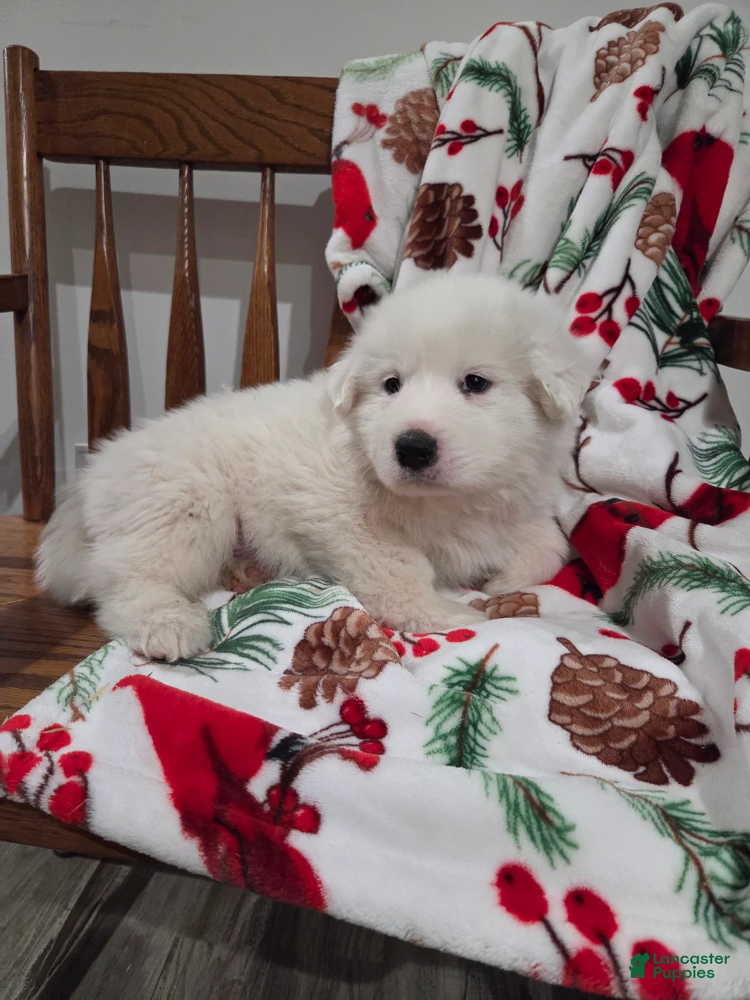 Great Pyrenees dogs for sale: Polar - Ad 3