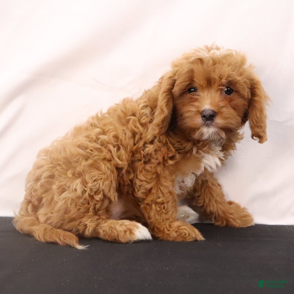 Cavapoo dogs Liz - Ad 2