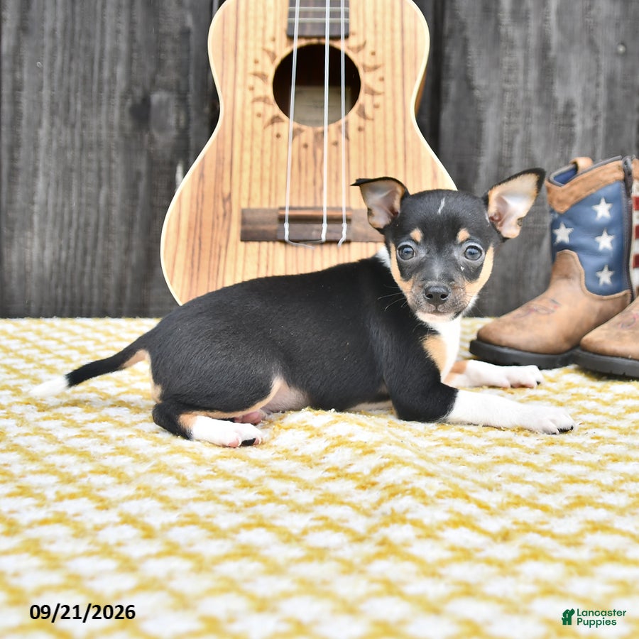 Chihuahua dogs Jack  - Ad 2