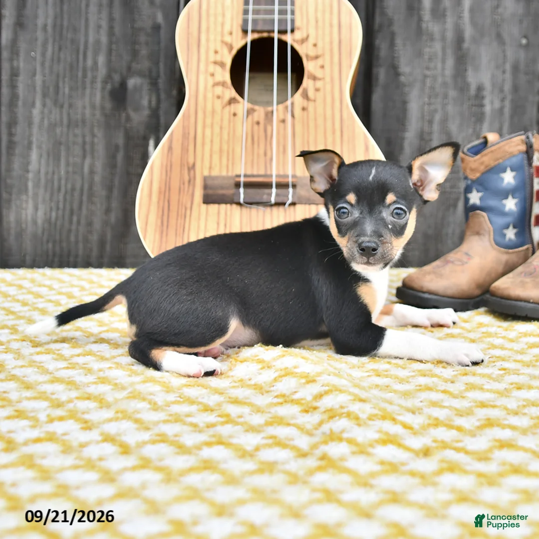 Chihuahua dogs for sale: Jack  - Ad 2