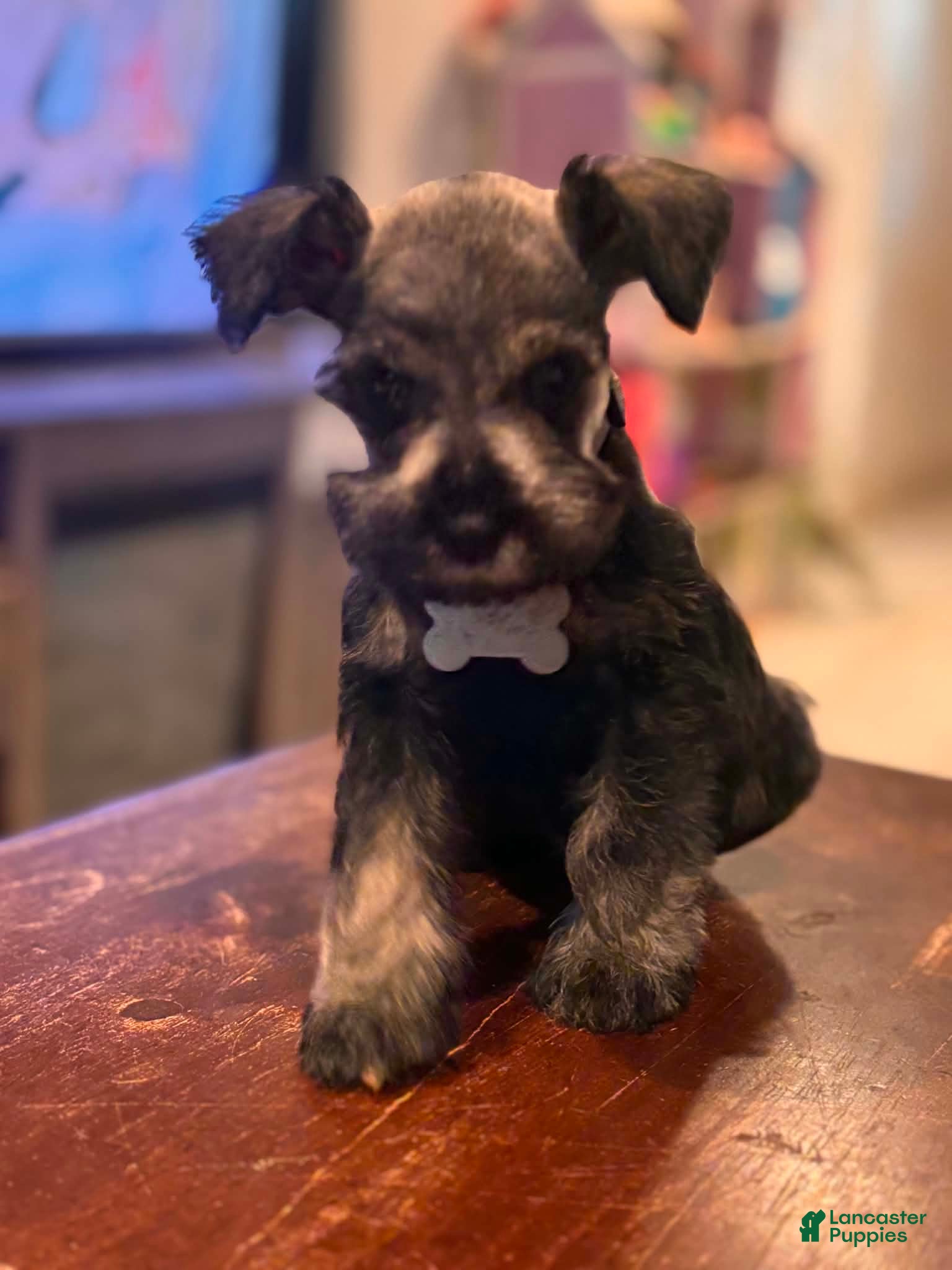 Miniature Schnauzer dogs Miniature Schnauzer 4 - Ad 27