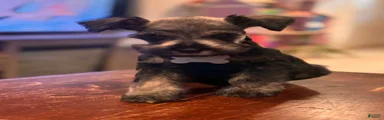 Miniature Schnauzer 4