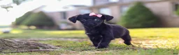 Yorkiepoo dogs for sale: Pansy - Ad 6