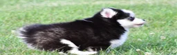 Pomsky dogs for sale: Patrick - Ad 12
