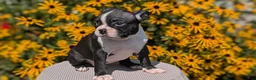 Boston Terrier dogs for sale: Tessa - Ad 7