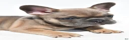 French Bulldog dogs for sale: Zane - Ad 4