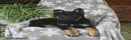 German Shepherd dogs for sale: Piper - Ad 5
