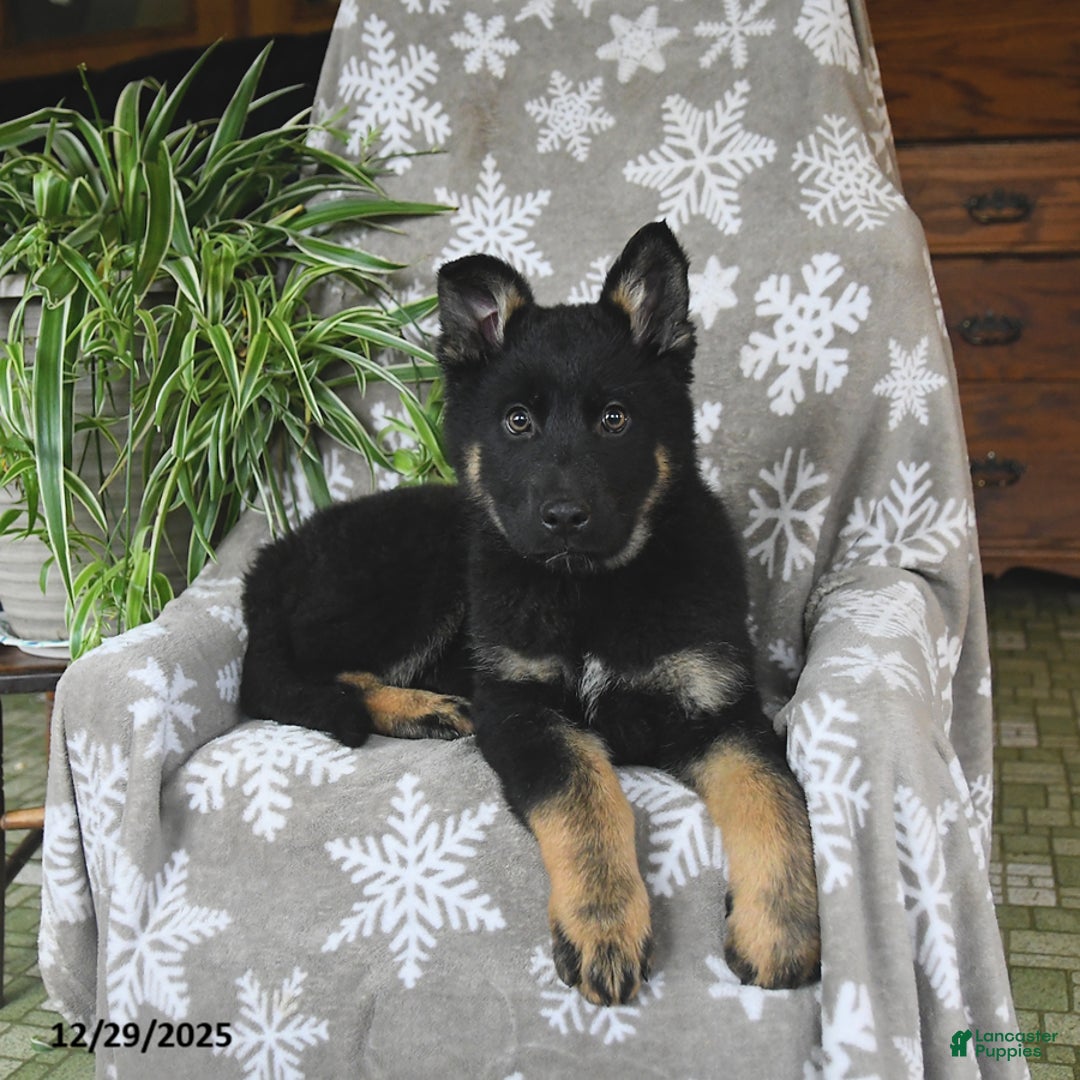 German Shepherd dogs for sale: Piper - Ad 5