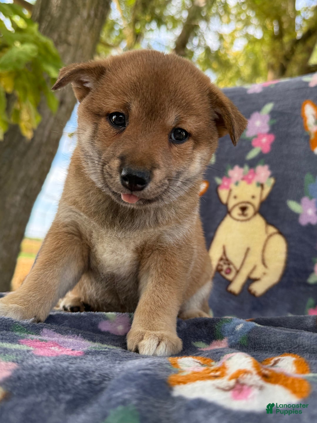 Shiba Inu dogs for sale: Bailey - Ad 4