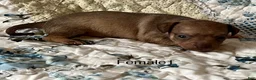 Chiweenie dogs for sale: Chiweenie 6 - Ad 21