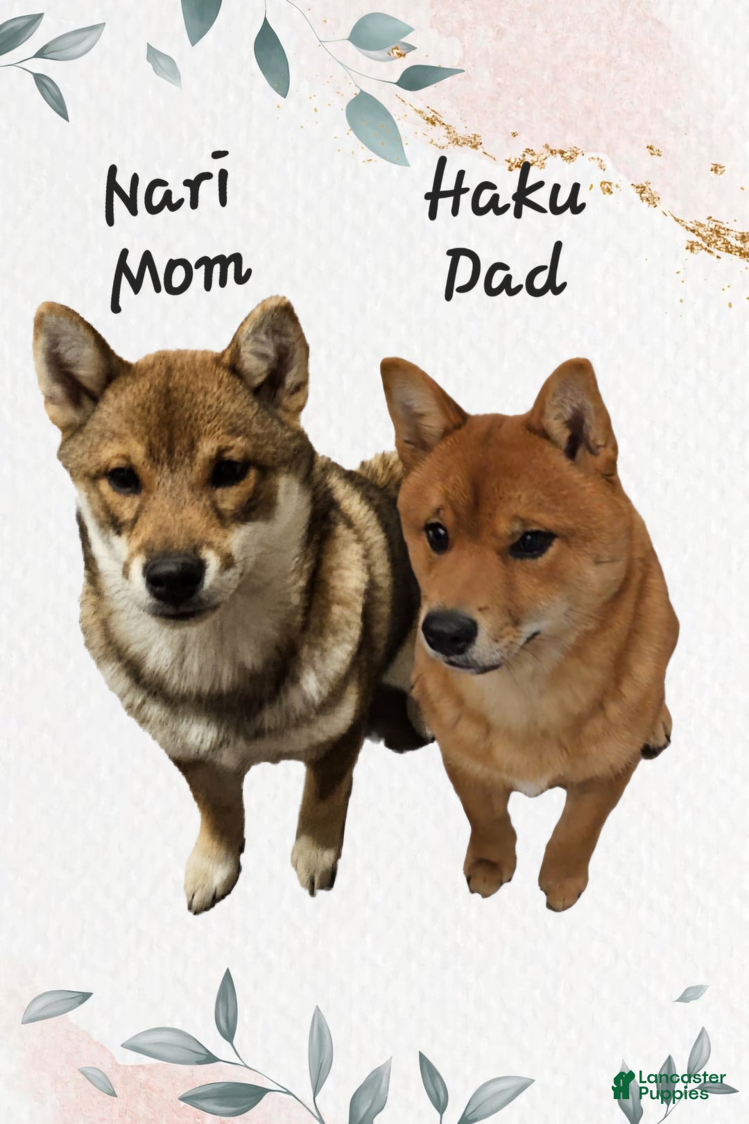Shiba Inu dogs for sale: Kaito - Ad 12
