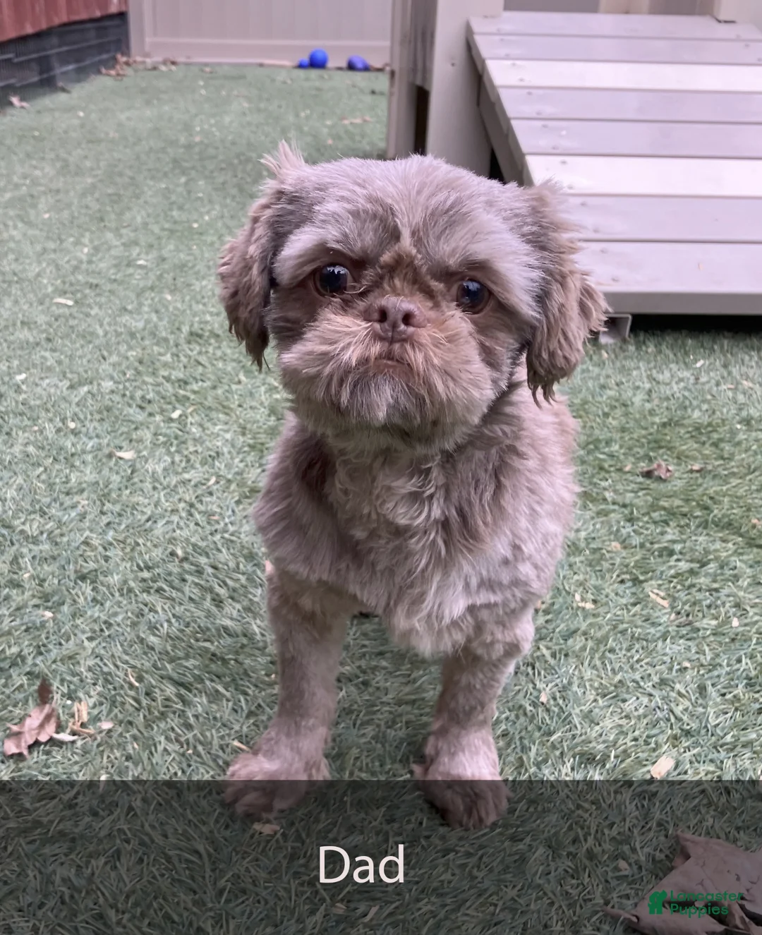 Teddy Bear dogs for sale: Nova - Ad 8