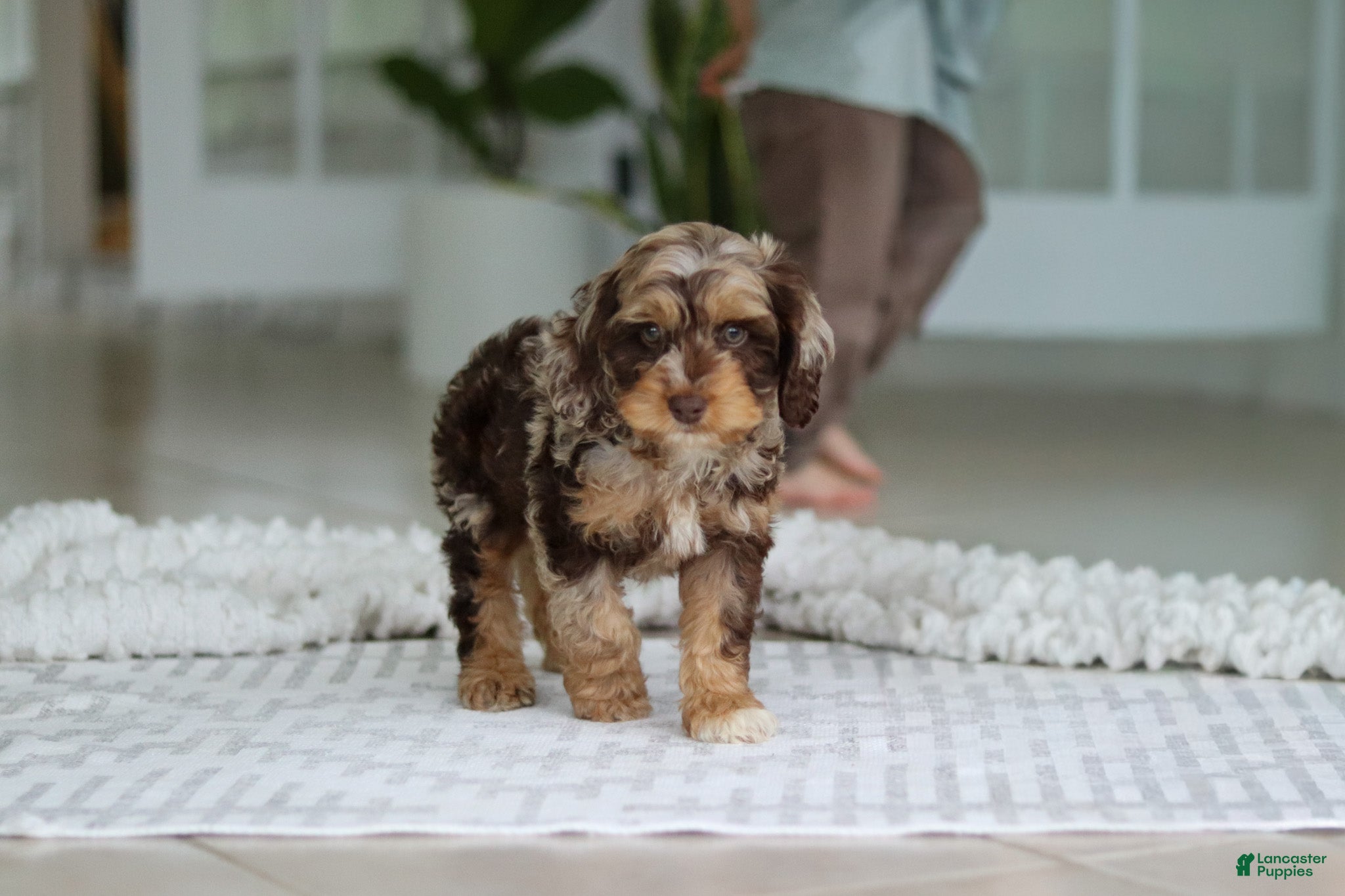 Cockapoo dogs Maverick - Ad 2
