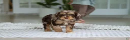 Cockapoo dogs for sale: Maverick - Ad 2