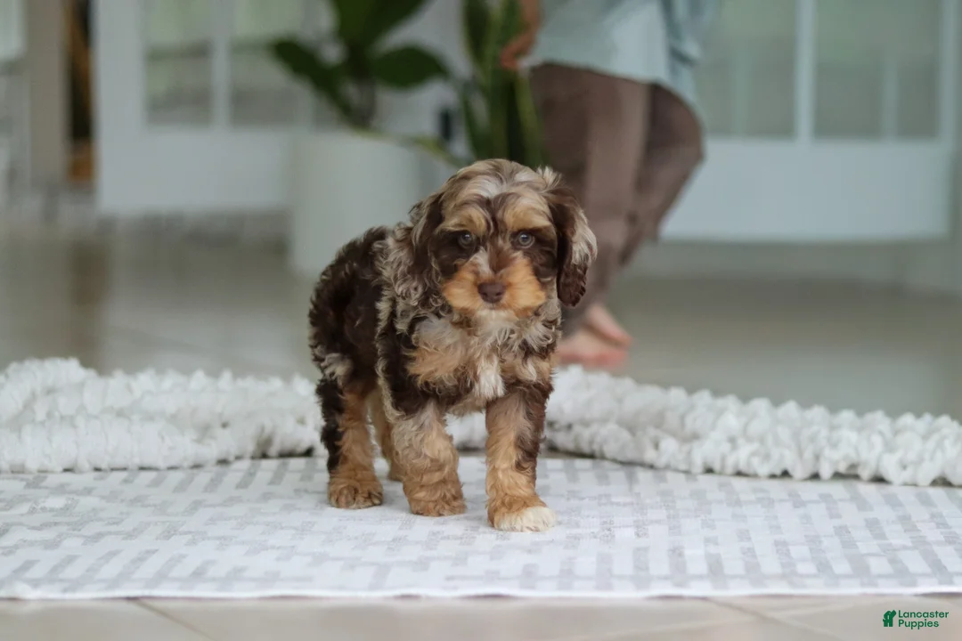 Cockapoo dogs for sale: Maverick - Ad 2