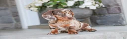 Dachshund dogs for sale: Macchiato - Ad 3