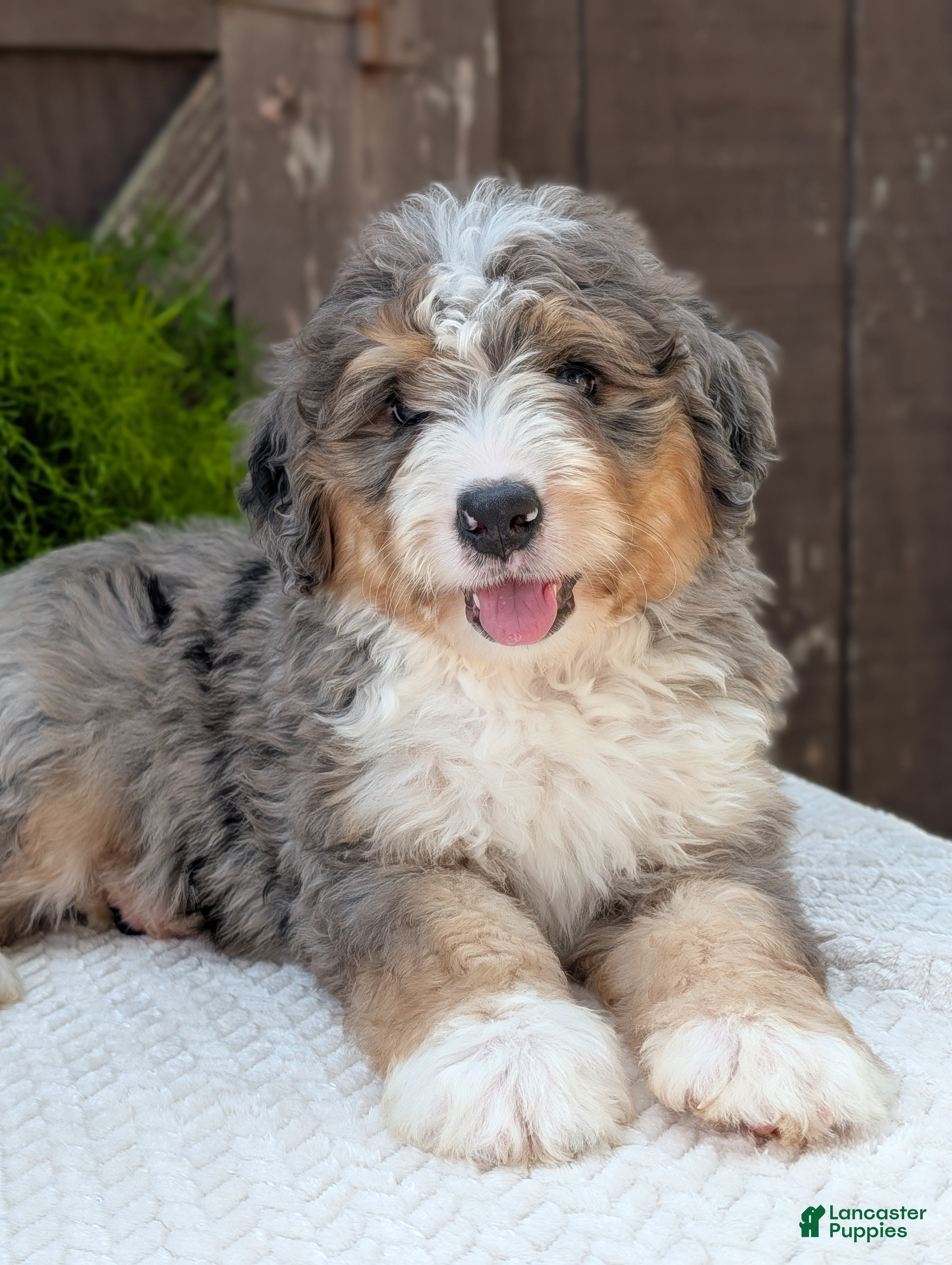 Mini Bernedoodle dogs Mini Baker  - Ad 2