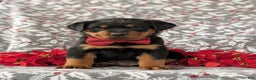 Rottweiler dogs for sale: Byrnes - Ad 8