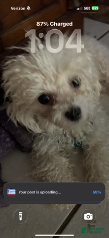 Maltipoo dogs Girl 5 - Ad 2