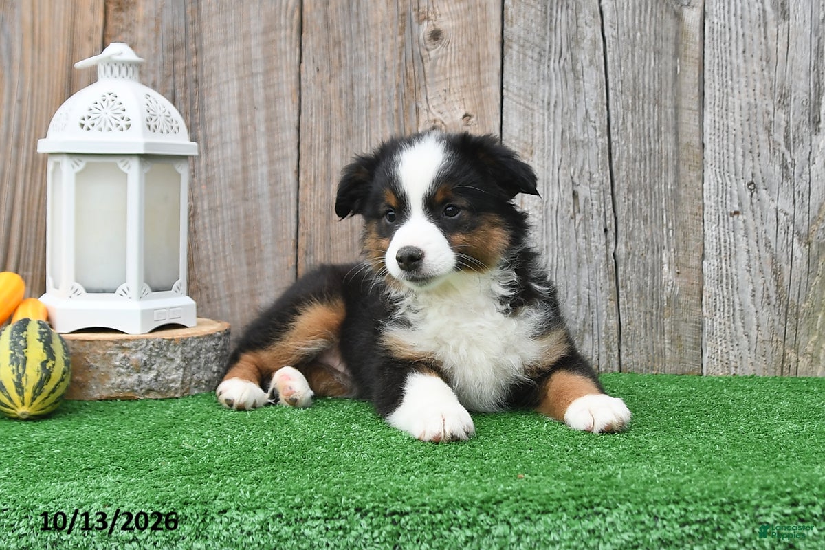 Miniature Australian Shepherd dogs Raine - Ad 1