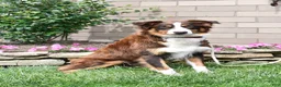 Australian Shepherd dogs for sale: Dolly - Ad 6