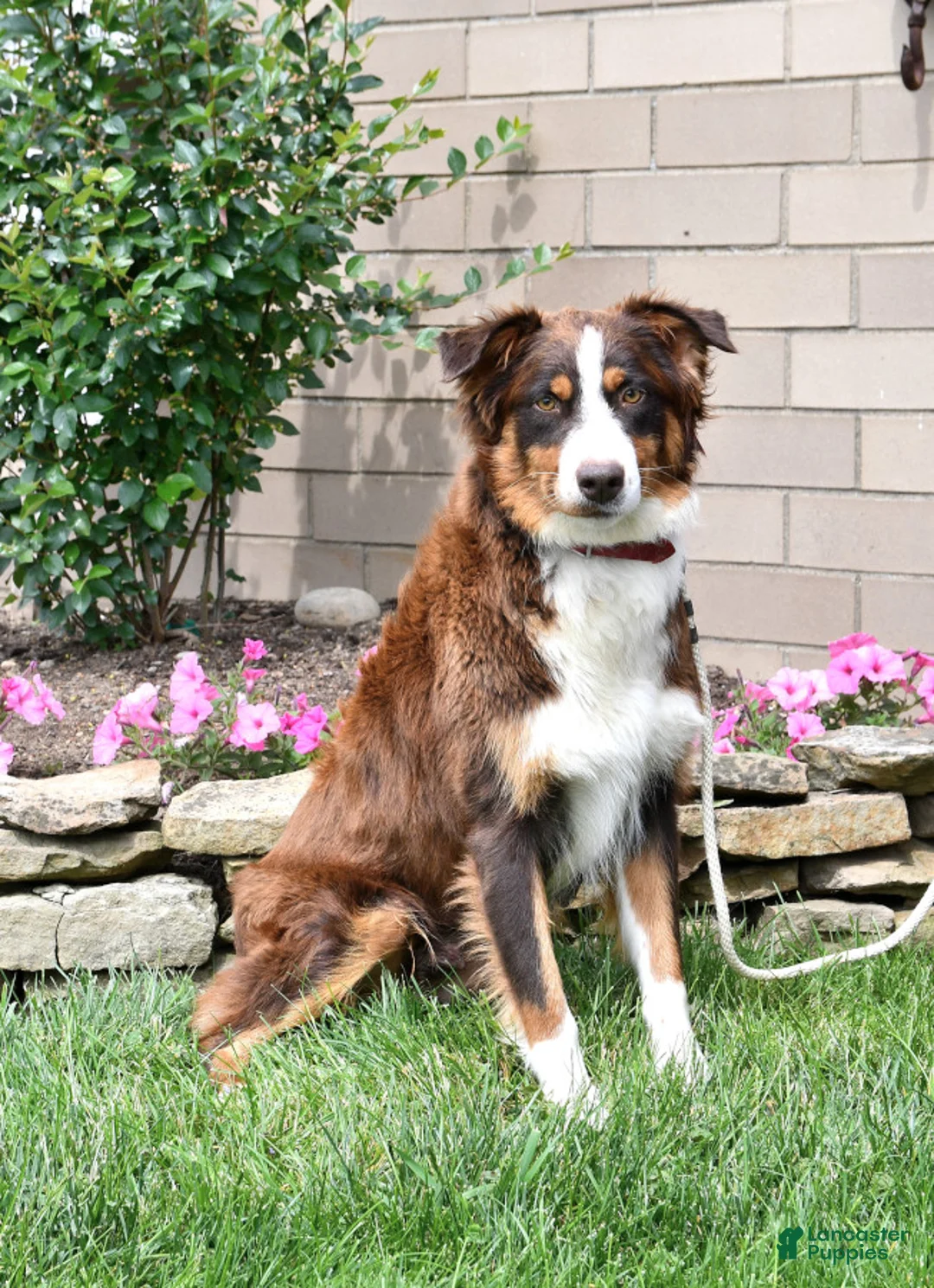 Australian Shepherd dogs for sale: Dolly - Ad 6
