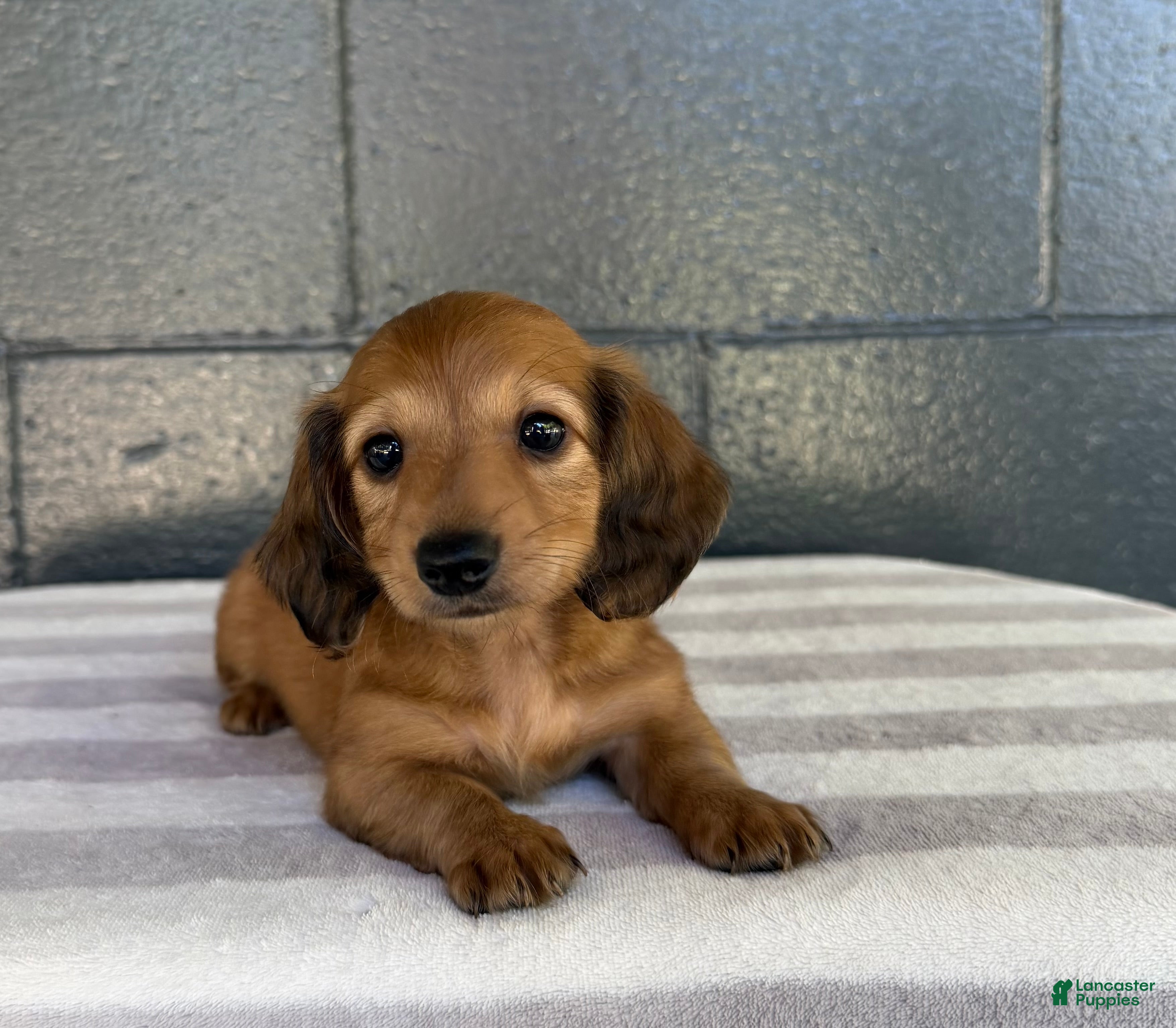 Miniature Dachshund dogs Dakota - Ad 1
