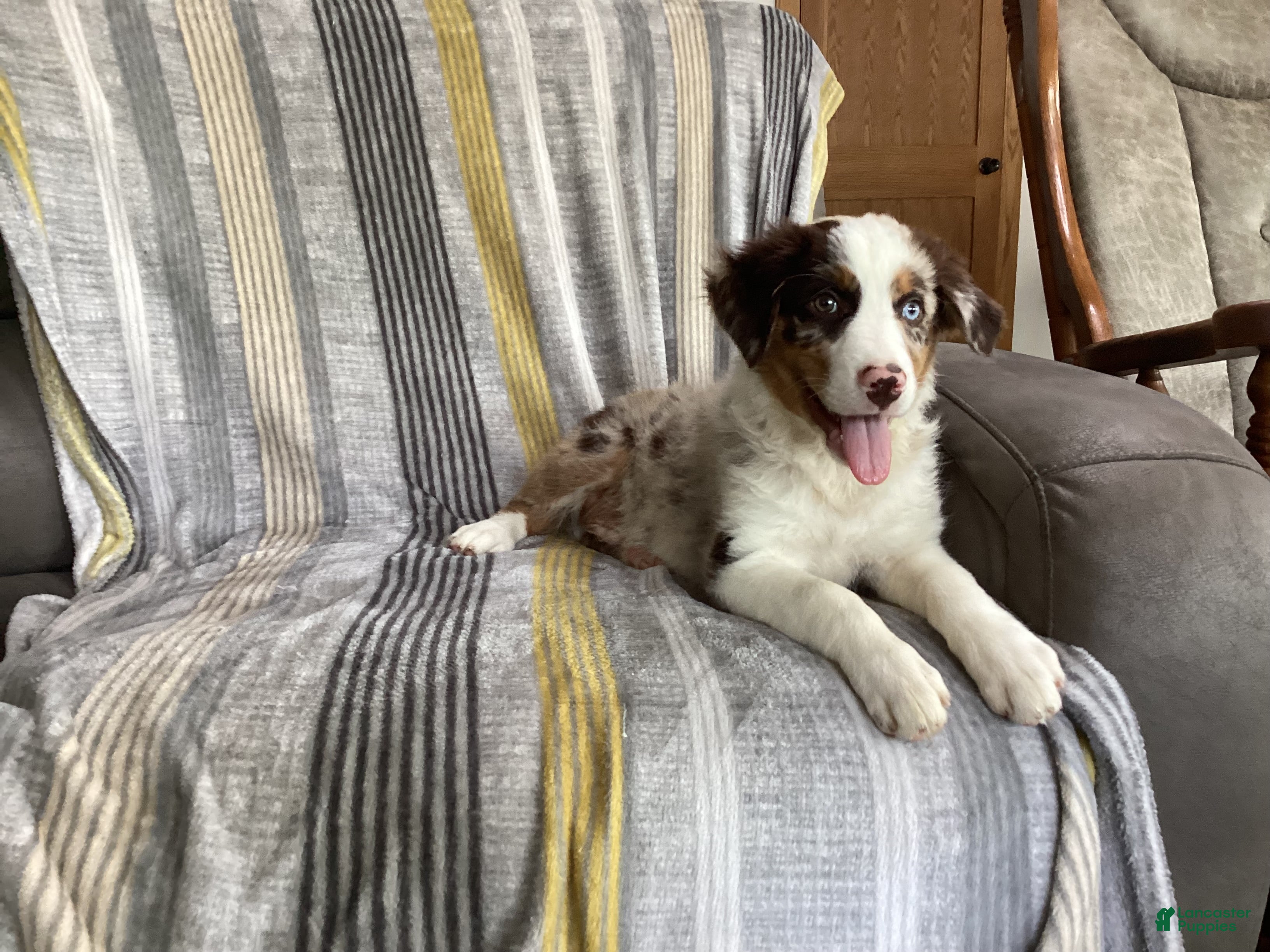 Australian Shepherd dogs Pete  - Ad 1