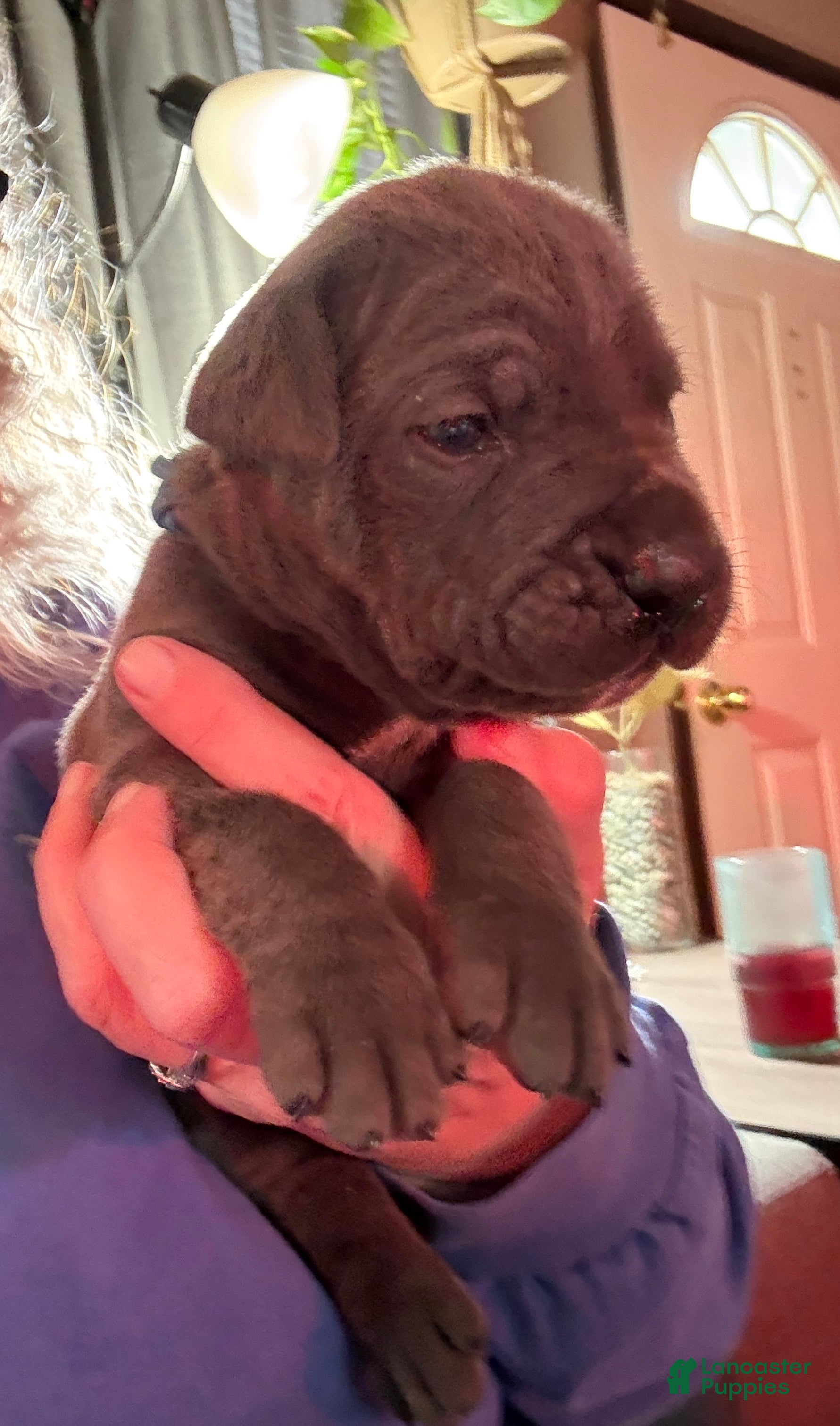 Cane Corso dogs Light Blue - Ad 10