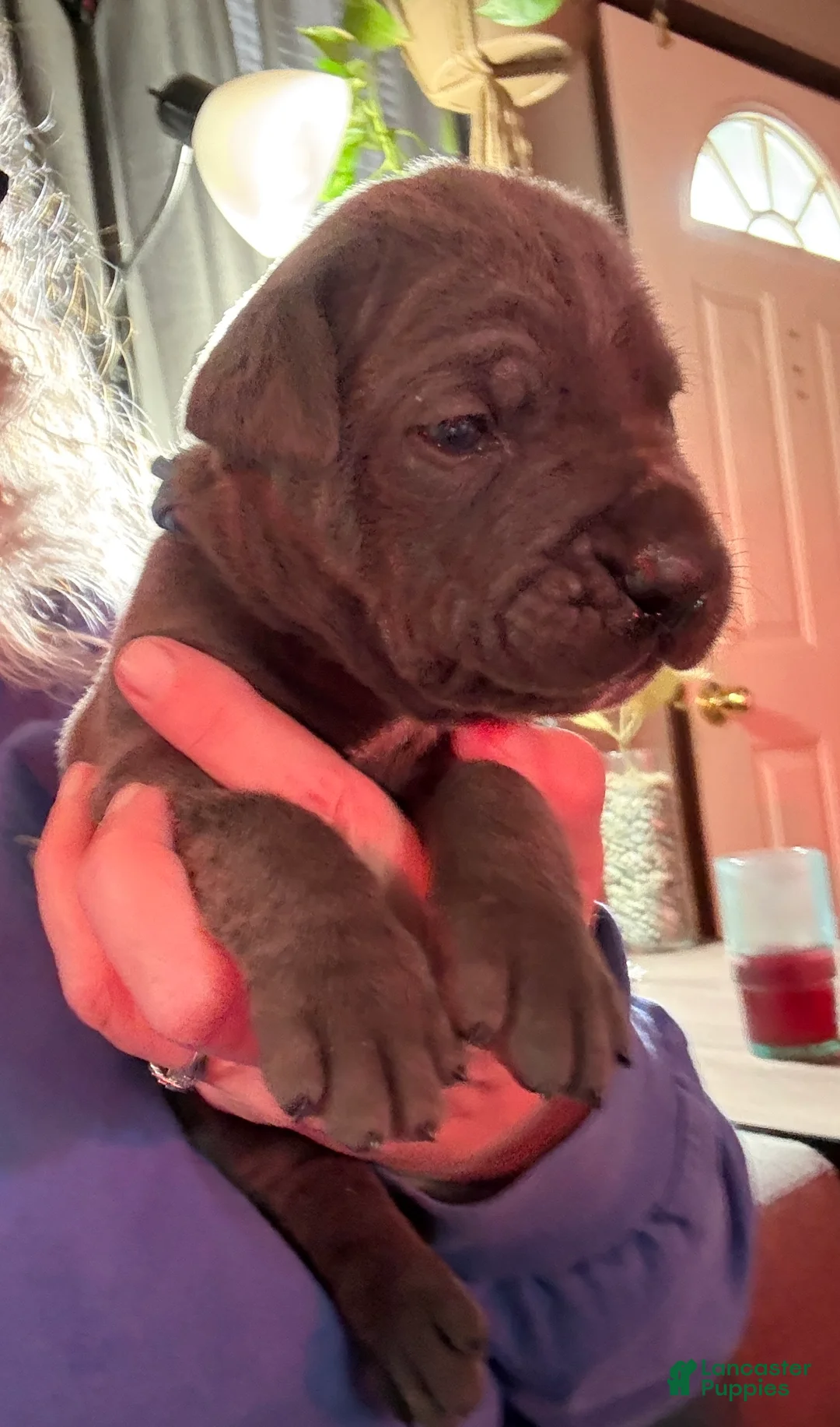 Cane Corso dogs for sale: Light Blue - Ad 1