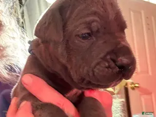 Cane Corso dogs Light Blue - Ad 10