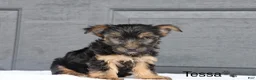Yorkshire Terrier dogs for sale: Tessa - Ad 1