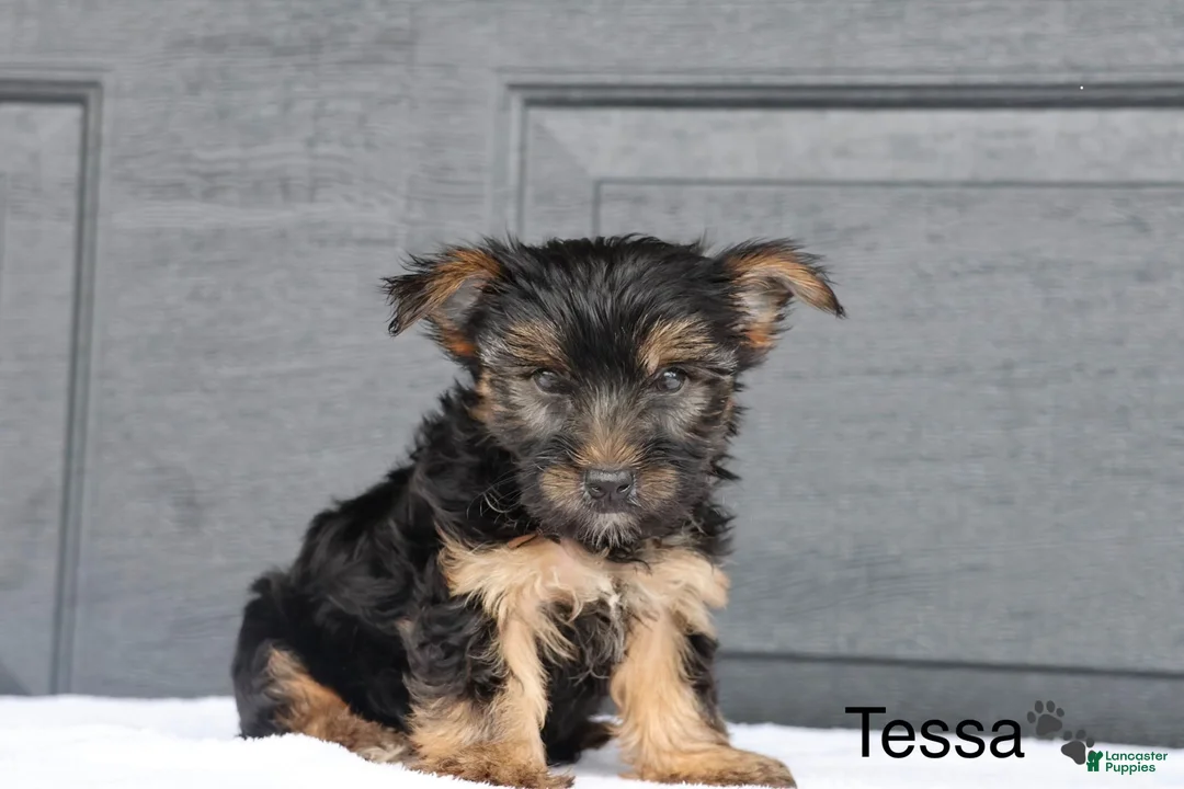 Yorkshire Terrier dogs for sale: Tessa - Ad 1