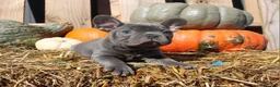 Mixed Breed dogs for sale: Teddy - Ad 4