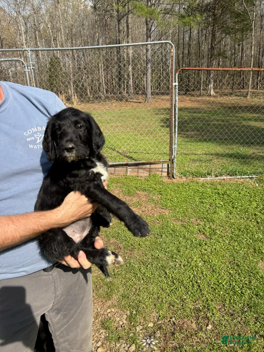Labradoodle dogs for sale: Labradoodle Puppy 5 - Ad 1