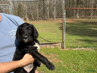 Labradoodle dogs Labradoodle Puppy 5 - Ad 4