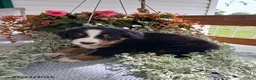 Bernese Mountain Dog dogs for sale: Ashley - Ad 2