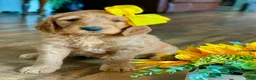 Goldendoodle dogs for sale: Goldendoodle 3 - Ad 1