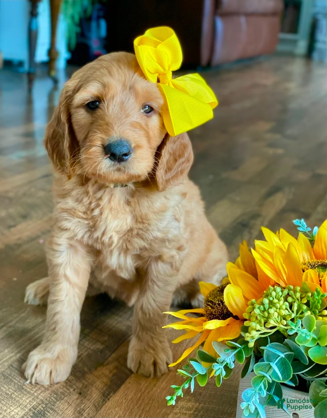 Goldendoodle dogs for sale: Goldendoodle 3 - Ad 1