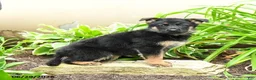 German Shepherd dogs for sale: Kristina - Ad 6