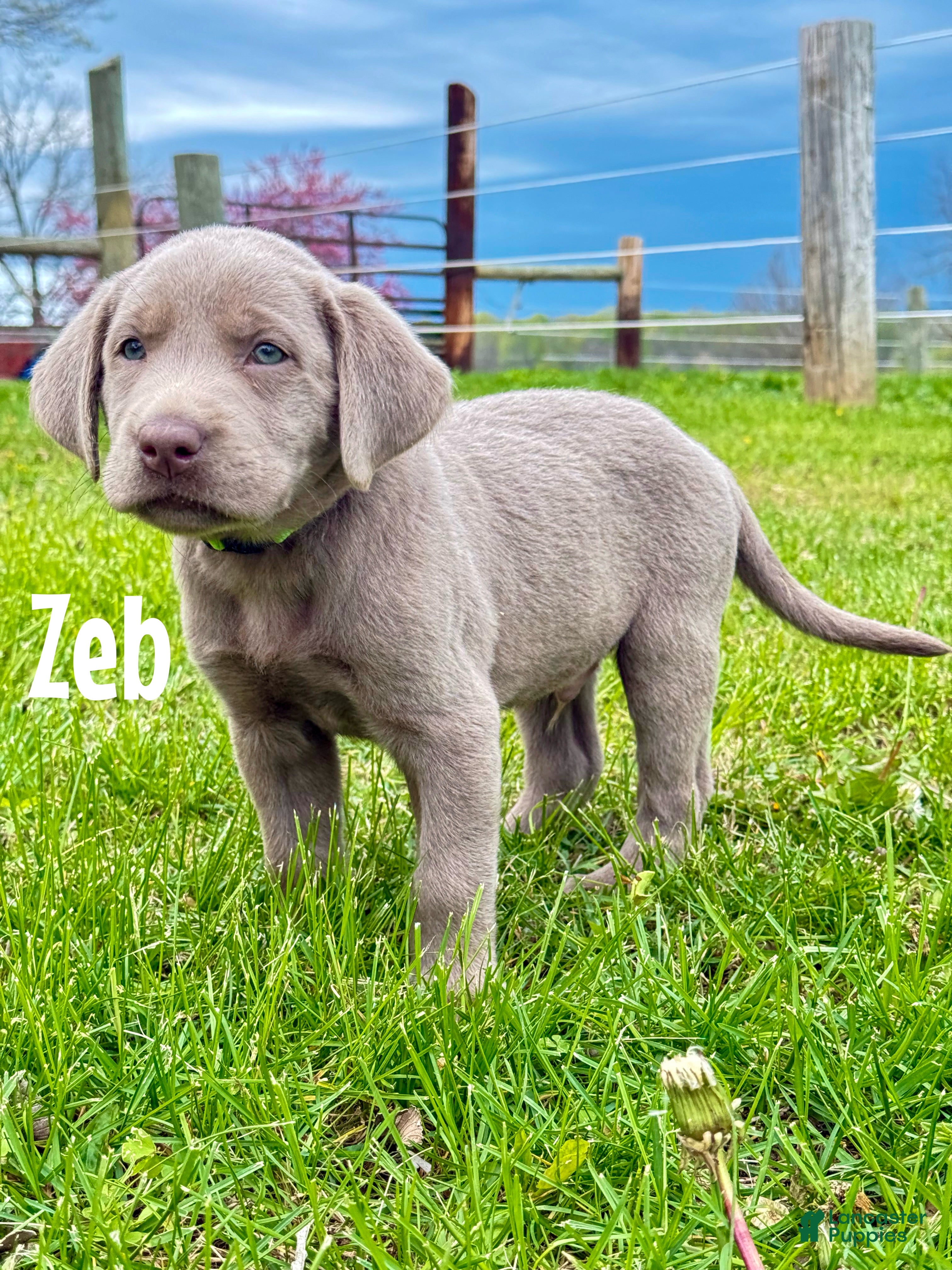 Labrador Retriever dogs Zeb - Ad 23